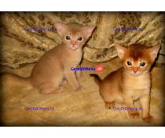 abyssinian kittens
