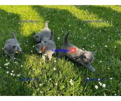 Britse Korthaar/Scottish Fold Blauw en Lilac kitten €  Whatsapp-nummer: +31 6 877 322 95