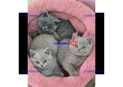 Britse korthaar kittens (mannetjes en vrouwtjes) beschikbaar voor adoptie