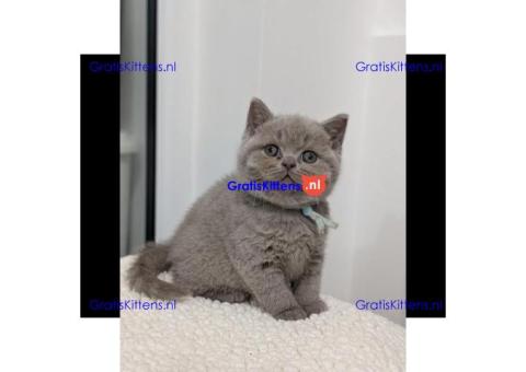 Britse korthaar kittens (mannetjes en vrouwtjes) beschikbaar voor adoptie