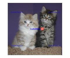 Schattige Ragamuffins-kittens