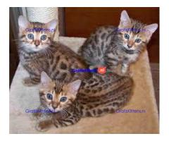 Bengaalse kittens beschikbaar