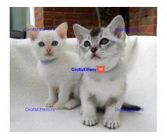 Mooie Birman Kittens