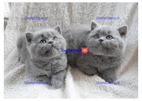 Mooie Britse kort haar Kittens