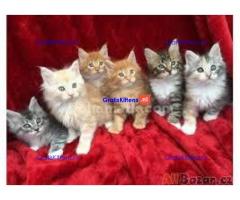 Lieve Maine Coon kittens ter adoptie