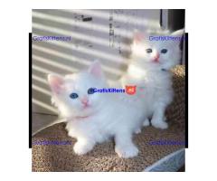 Perzische kittens ter adoptie.