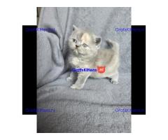 Britse Korthaar/Scottish Fold Blauw en Lilac kitten €  Whatsapp-nummer: +31 6 877 322 95