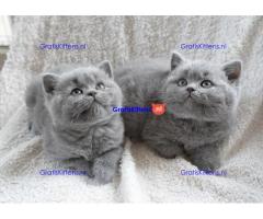 Mooie Britse kort haar Kittens