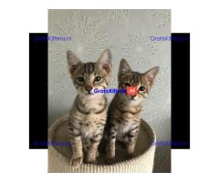 Savannah F3 kittens