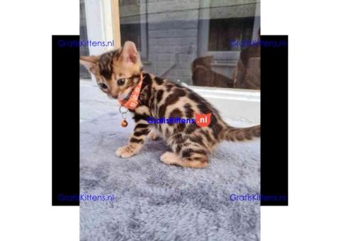 Schattige Bengaalse kittens ter adoptie