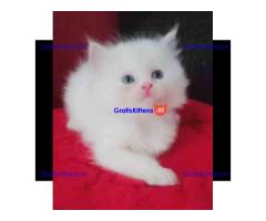 Perzische kittens ter adoptie.