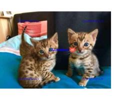 Vriendelijke Bengaalse kittens ter adoptie.