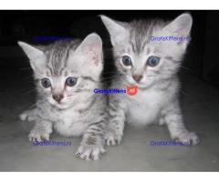 Egyptische Mau kittens