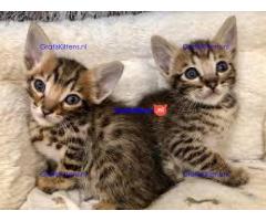 Savannah F3 kittens
