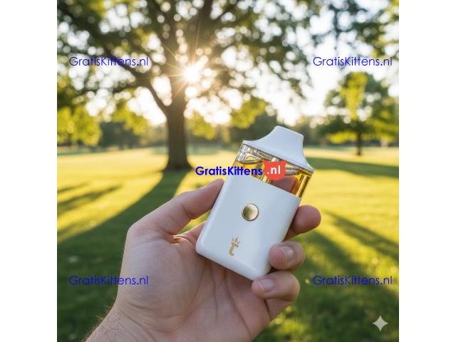 Torch Caviar Sauce Disposable 4.5G In Karachi~03001597757