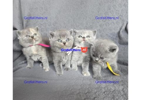 Britse Korthaar/Scottish Fold Blauw en Lilac kitten €  Whatsapp-nummer: +31 6 877 322 95