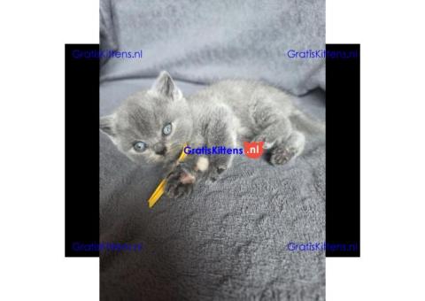 Britse Korthaar/Scottish Fold Blauw en Lilac kitten €  Whatsapp-nummer: +31 6 877 322 95