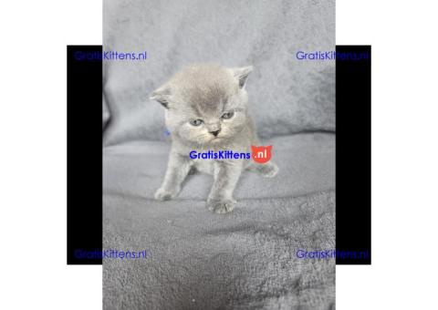 Britse Korthaar/Scottish Fold Blauw en Lilac kitten €  Whatsapp-nummer: +31 6 877 322 95
