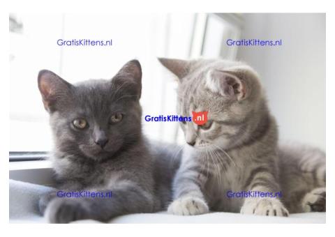 Britse Korthaar/Scottish Fold Blauw en Lilac kitten € Whatsapp-nummer: +31 6 877 322 95