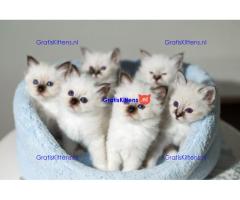 Birmaanse kittens. Onze mooiste ooit.