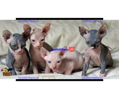 Sphynx kittens