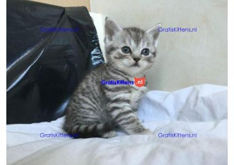 Schotse Fold kittens