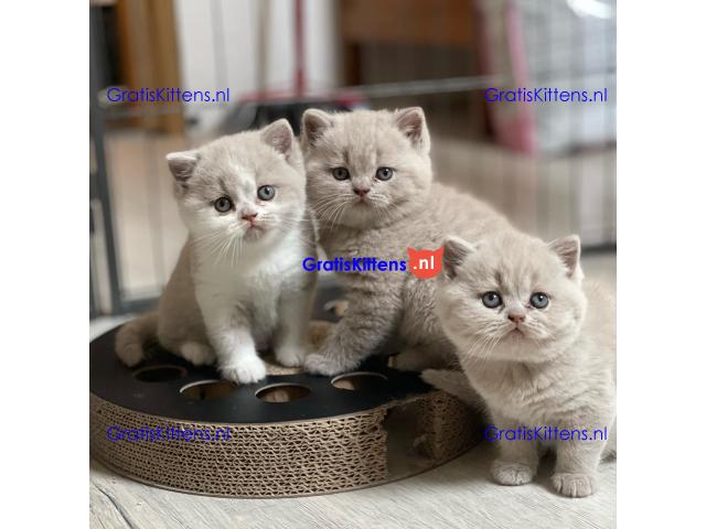 Britse Korthaar/Scottish Fold Blauw en Lilac kitten
