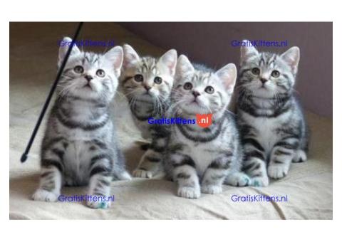 Cattery Kittens te koop €200