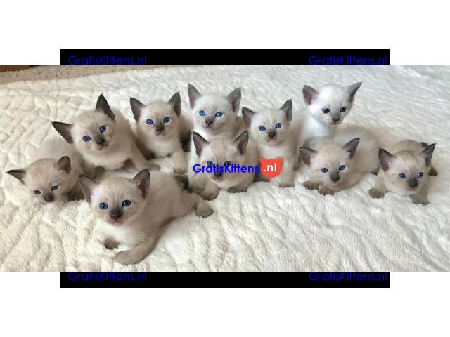 Cattery Kittens te koop €200