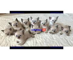 Cattery Kittens te koop €200