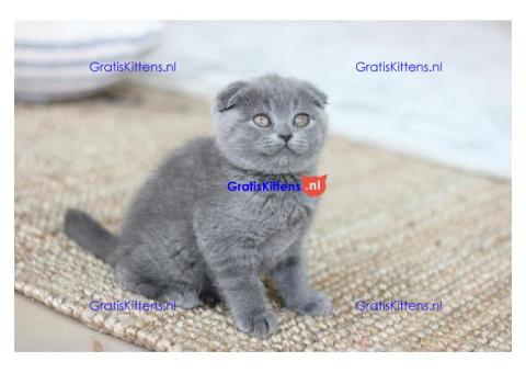 Britse Korthaar/Scottish Fold Blauw en Lilac kitten