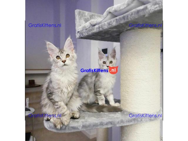 Super entzückende Maine Coon Kitten Adoption.