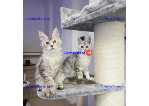 Super entzückende Maine Coon Kitten Adoption.