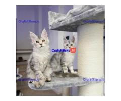 Super entzückende Maine Coon Kitten Adoption.