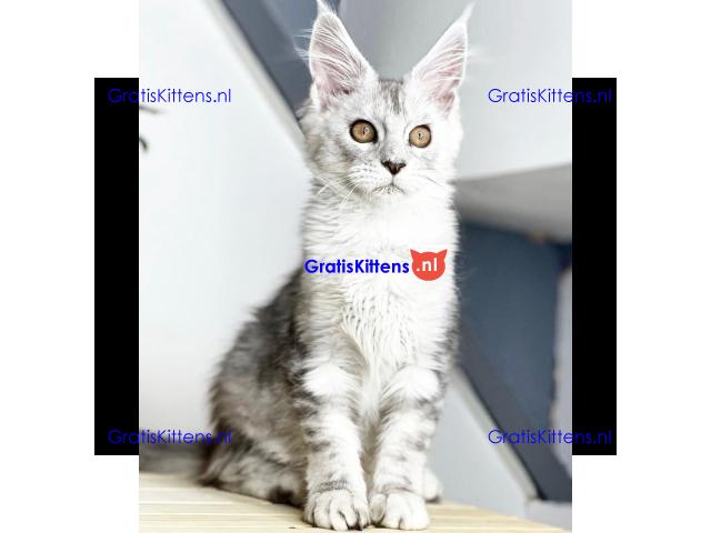 Super entzückende Maine Coon Kitten Adoption.