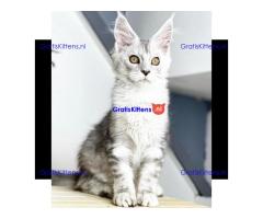 Super entzückende Maine Coon Kitten Adoption.