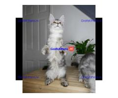Super entzückende Maine Coon Kitten Adoption.