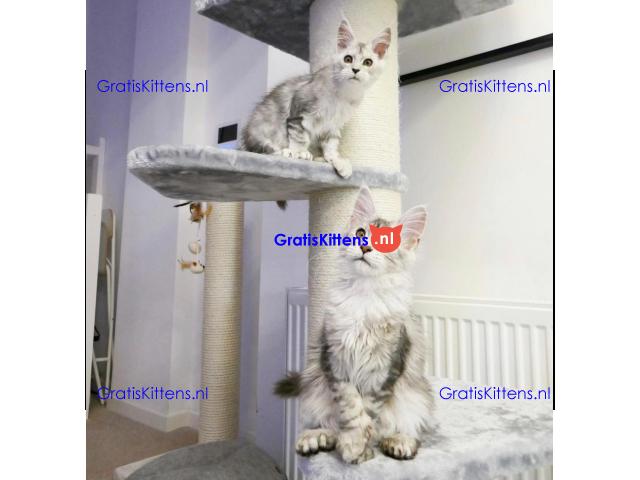 Super entzückende Maine Coon Kitten Adoption.