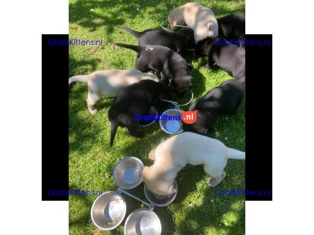 Super entzückende Labrador Retrivers Welpen Adoption.
