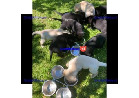 Super entzückende Labrador Retrivers Welpen Adoption.
