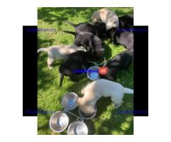 Super entzückende Labrador Retrivers Welpen Adoption.