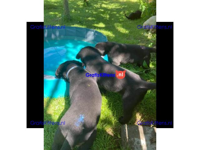 Super entzückende Labrador Retrivers Welpen Adoption.