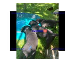 Super entzückende Labrador Retrivers Welpen Adoption.