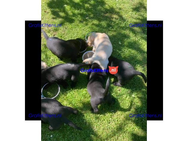 Super entzückende Labrador Retrivers Welpen Adoption.