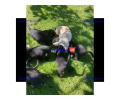 Super entzückende Labrador Retrivers Welpen Adoption.