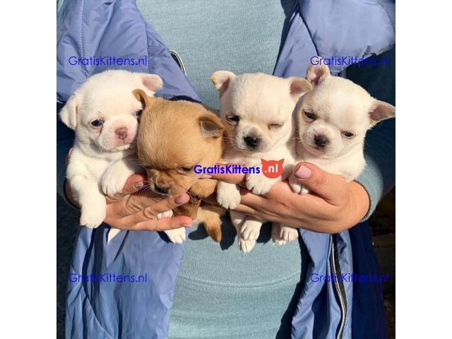 Super entzückende Chihuahua-Welpen-Adoption.