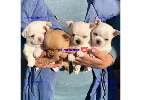 Super entzückende Chihuahua-Welpen-Adoption.