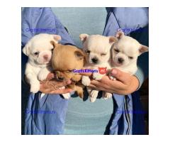 Super entzückende Chihuahua-Welpen-Adoption.