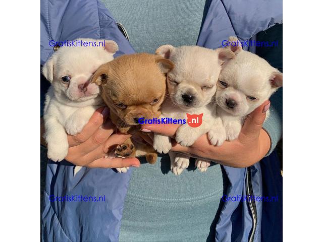 Super entzückende Chihuahua-Welpen-Adoption.