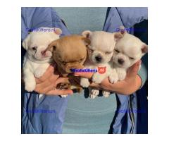 Super entzückende Chihuahua-Welpen-Adoption.